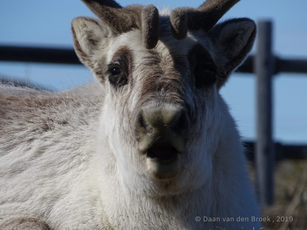 Svalbard reindeer in summer