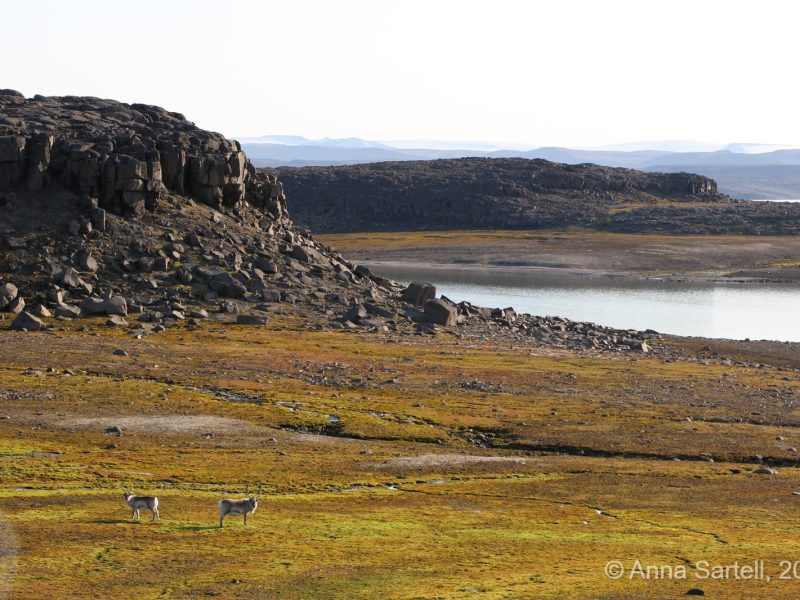 Summer on Svalbard - Straumslandet/Heleysundet - Record warm